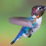 hummingbird nanibabu